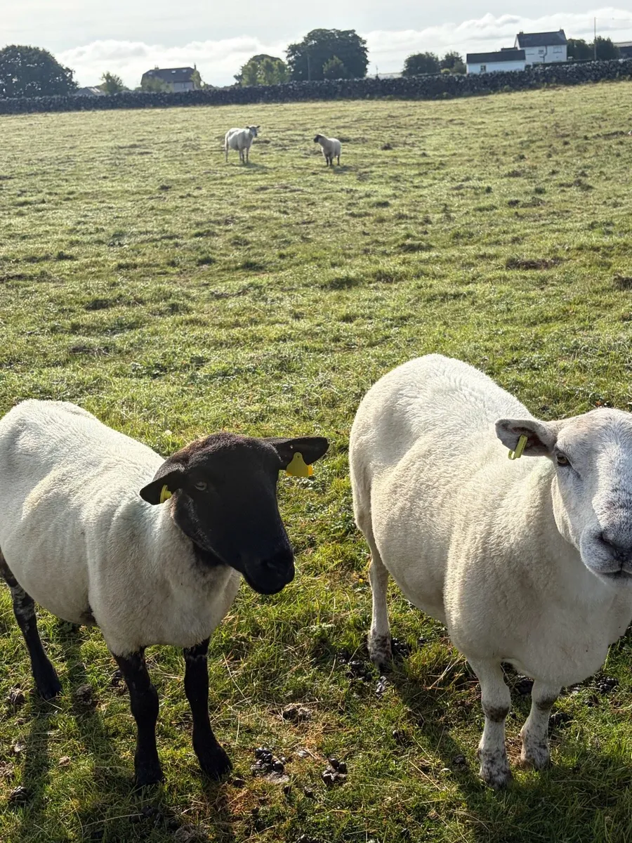 Breeding ewes - Image 2