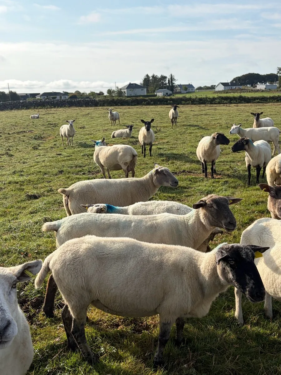 Breeding ewes - Image 1