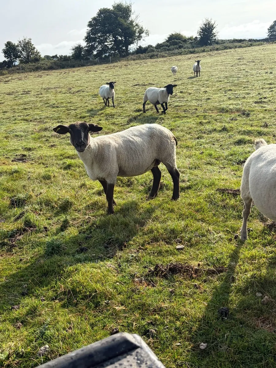 Breeding ewes - Image 3