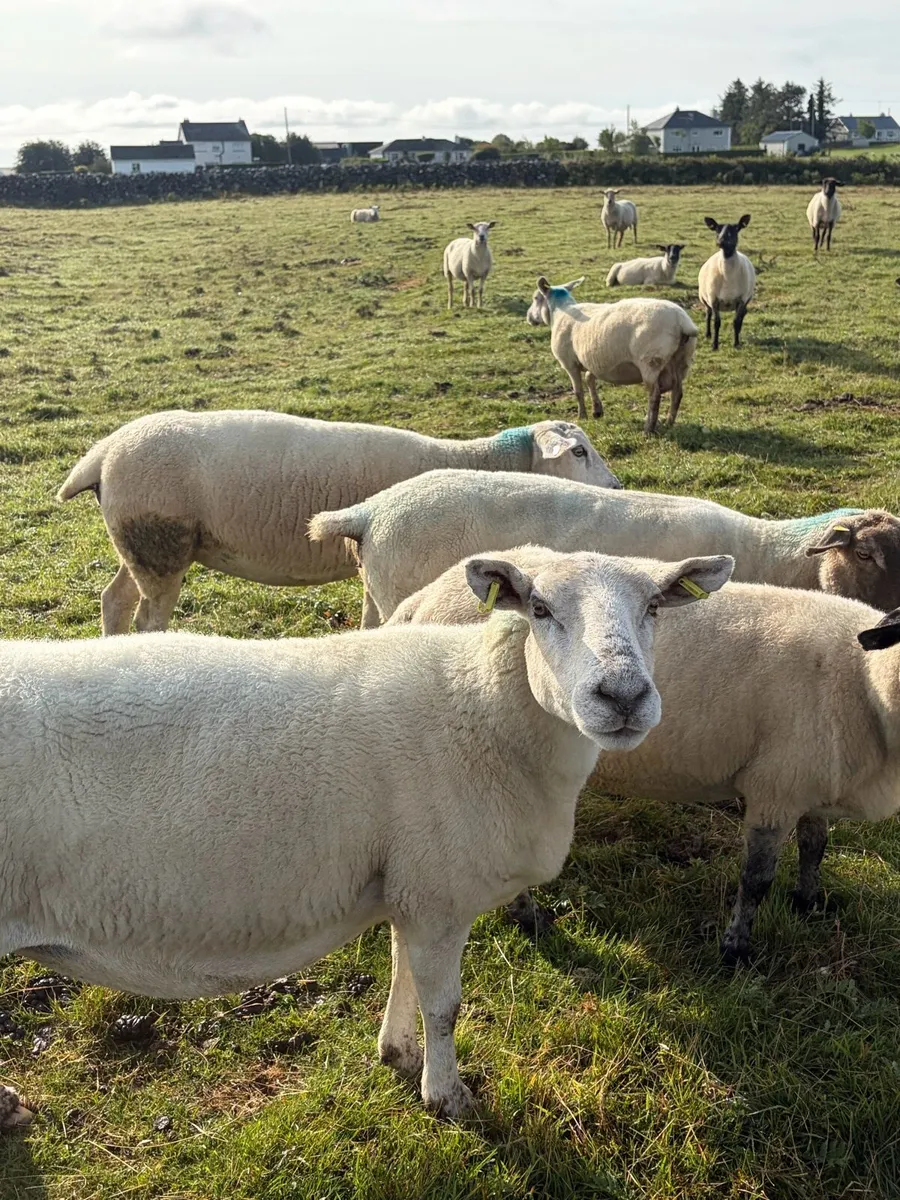 Breeding ewes - Image 4