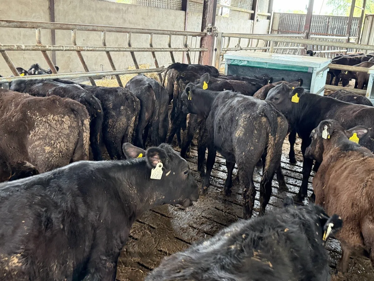 Aberdeen Angus Heifers - Image 3