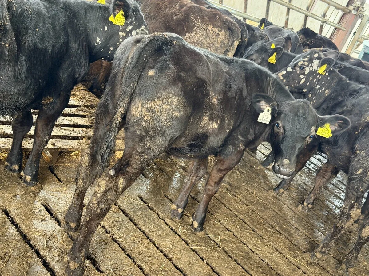 Aberdeen Angus Heifers - Image 4