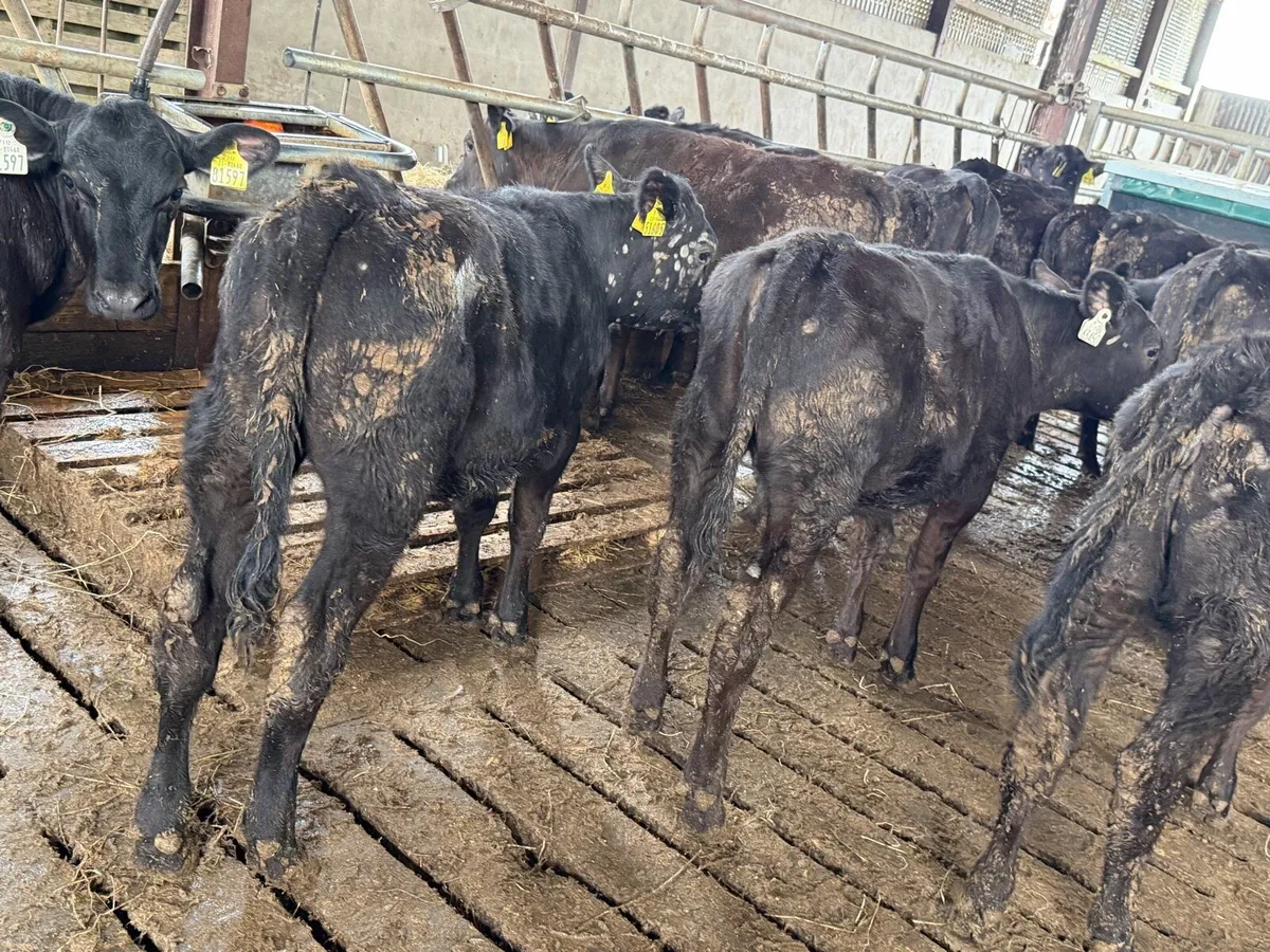 Aberdeen Angus Heifers - Image 2