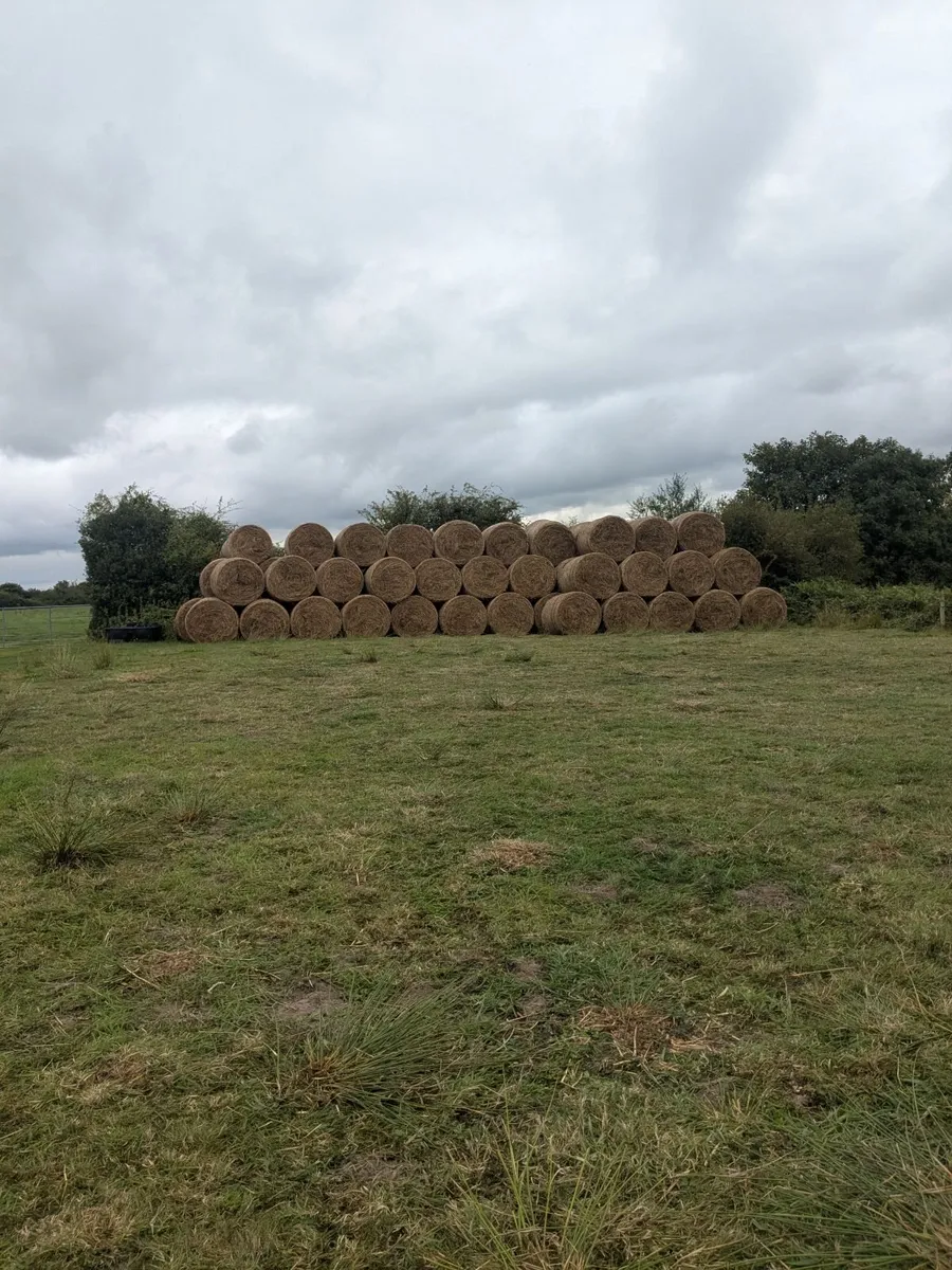 Bales of rushes - Image 2