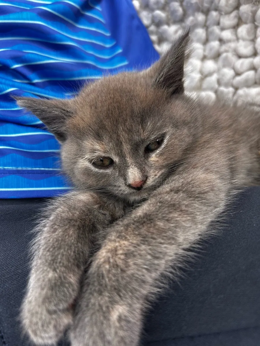 Grey British shorthair cross kitten - Image 2