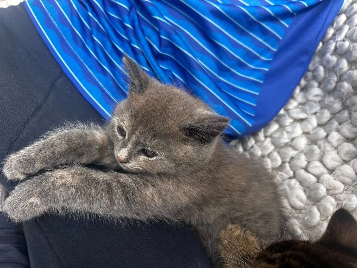 Grey British shorthair cross kitten - Image 4