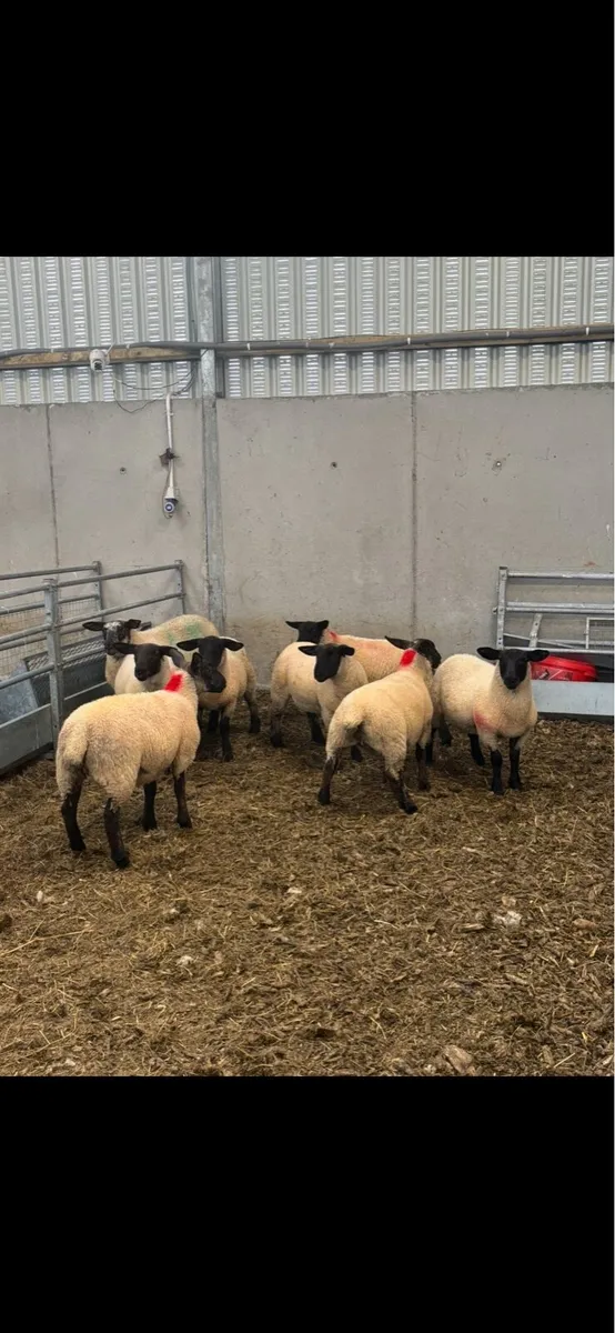 Suffolk & Suffolk X Ewe lambs - Image 2