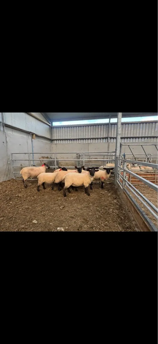 Suffolk & Suffolk X Ewe lambs - Image 4