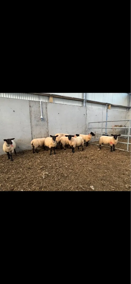 Suffolk & Suffolk X Ewe lambs - Image 3