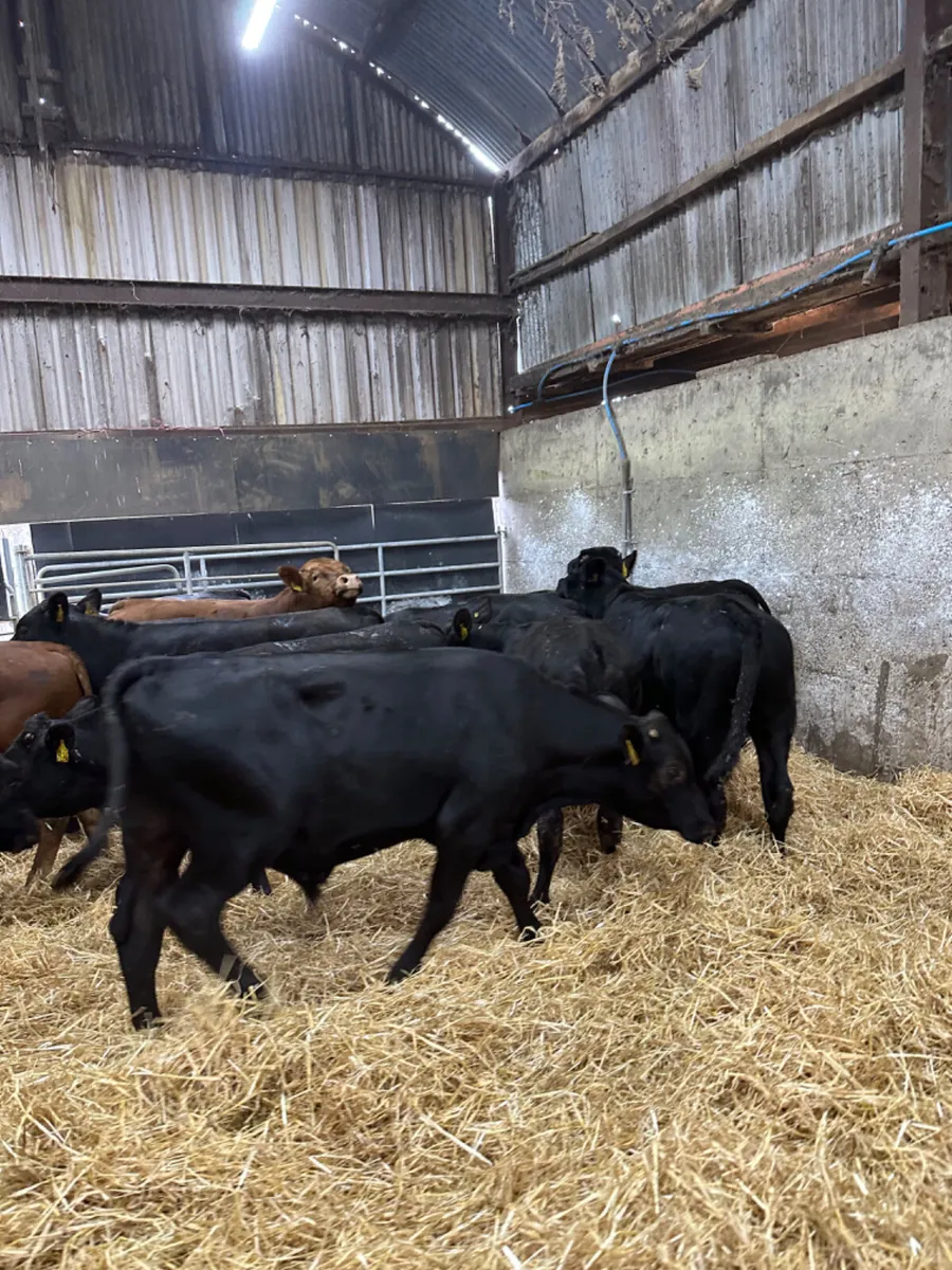 Angus and lim bulls - Image 4