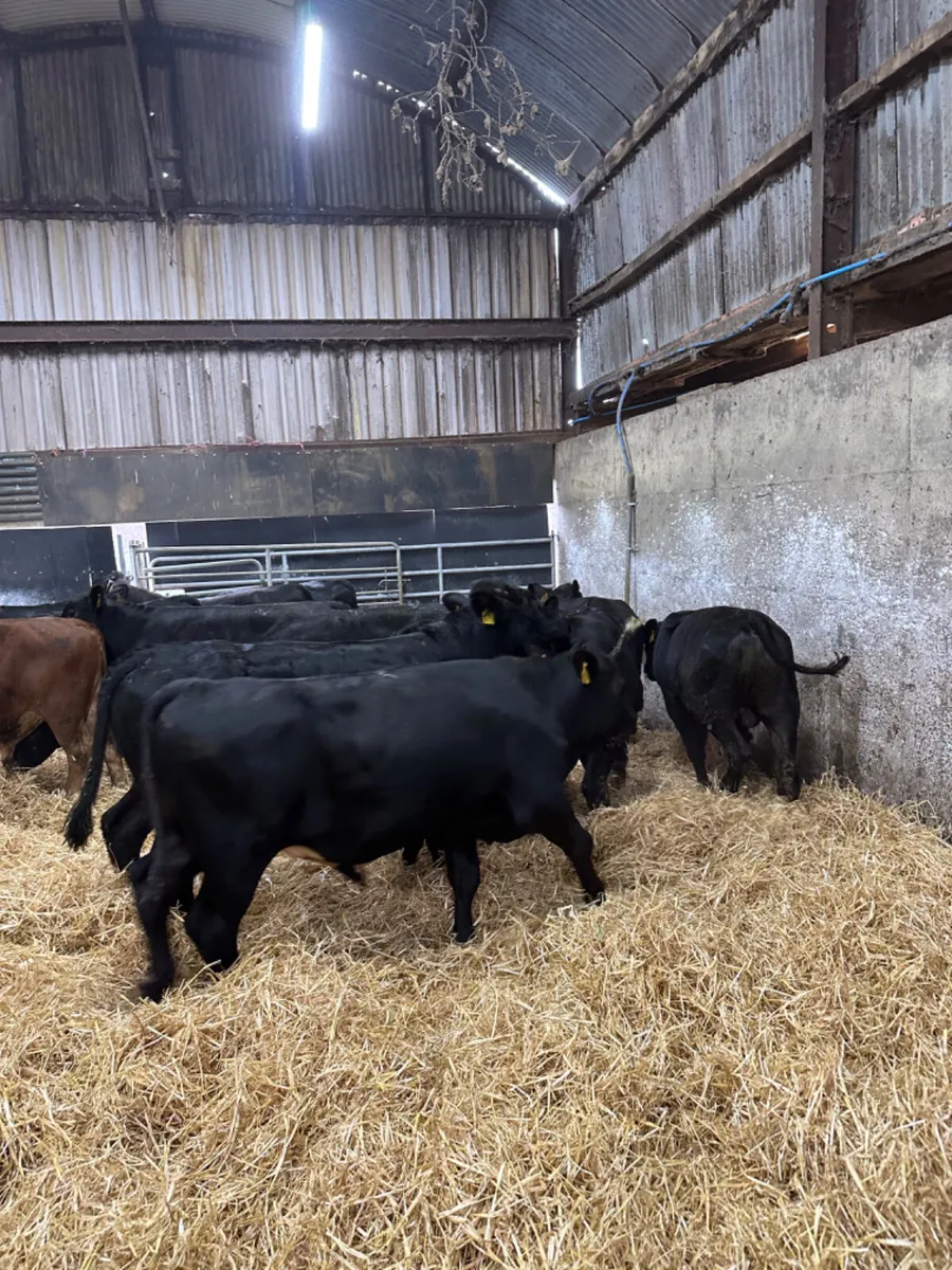 Angus and lim bulls - Image 1
