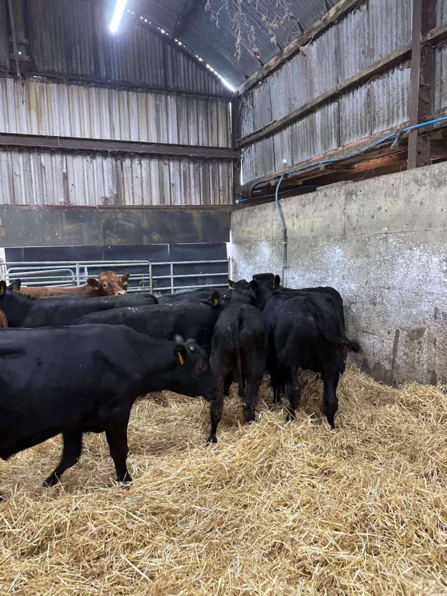 Angus and lim bulls - Image 3