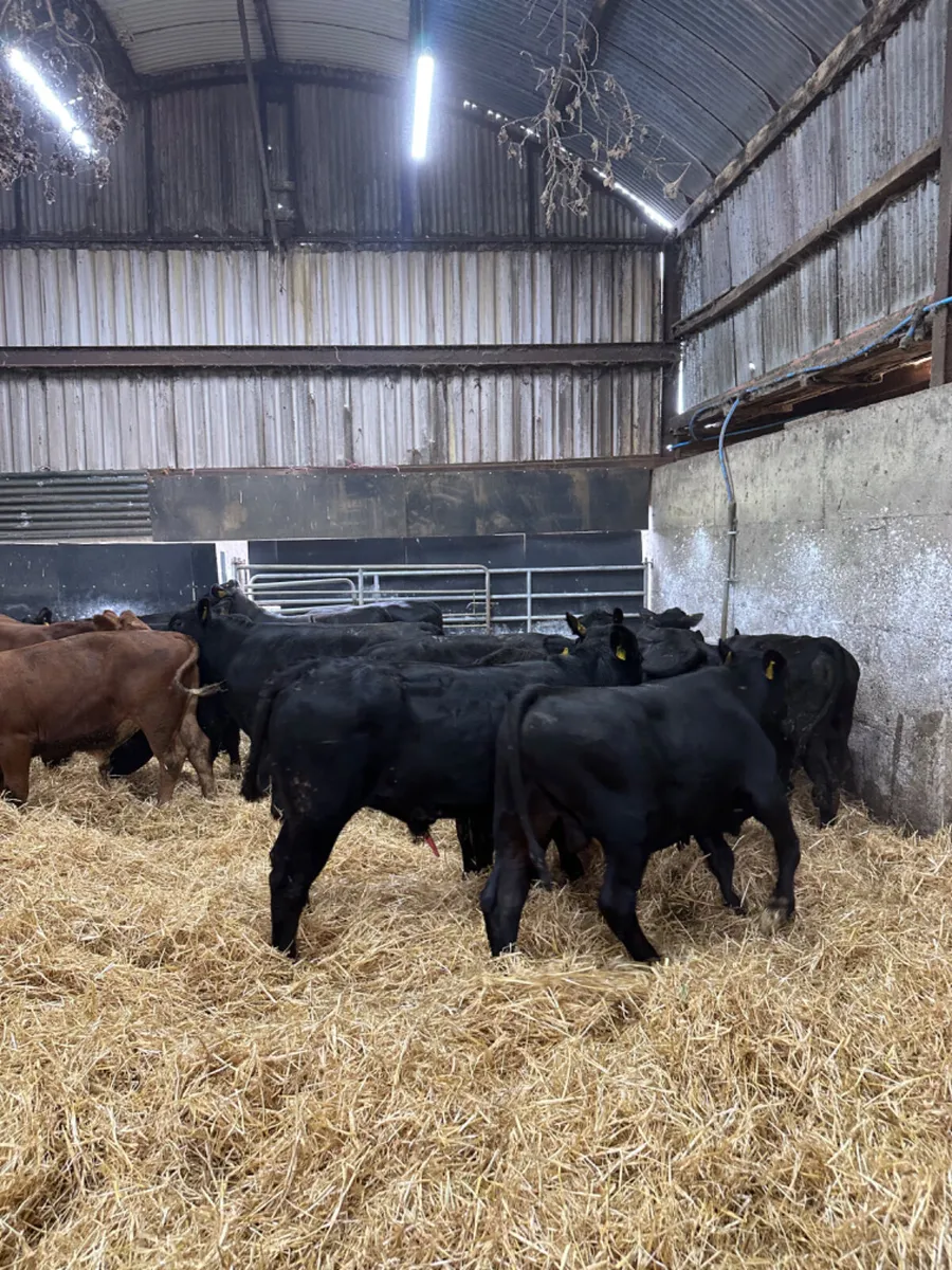 Angus and lim bulls - Image 2