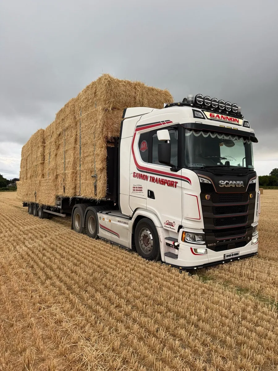 Barley - Image 1