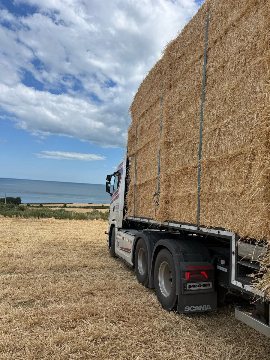 Barley - Image 2