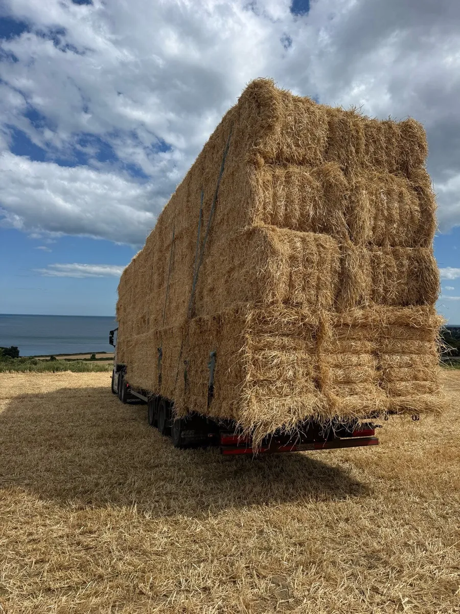 Barley - Image 3