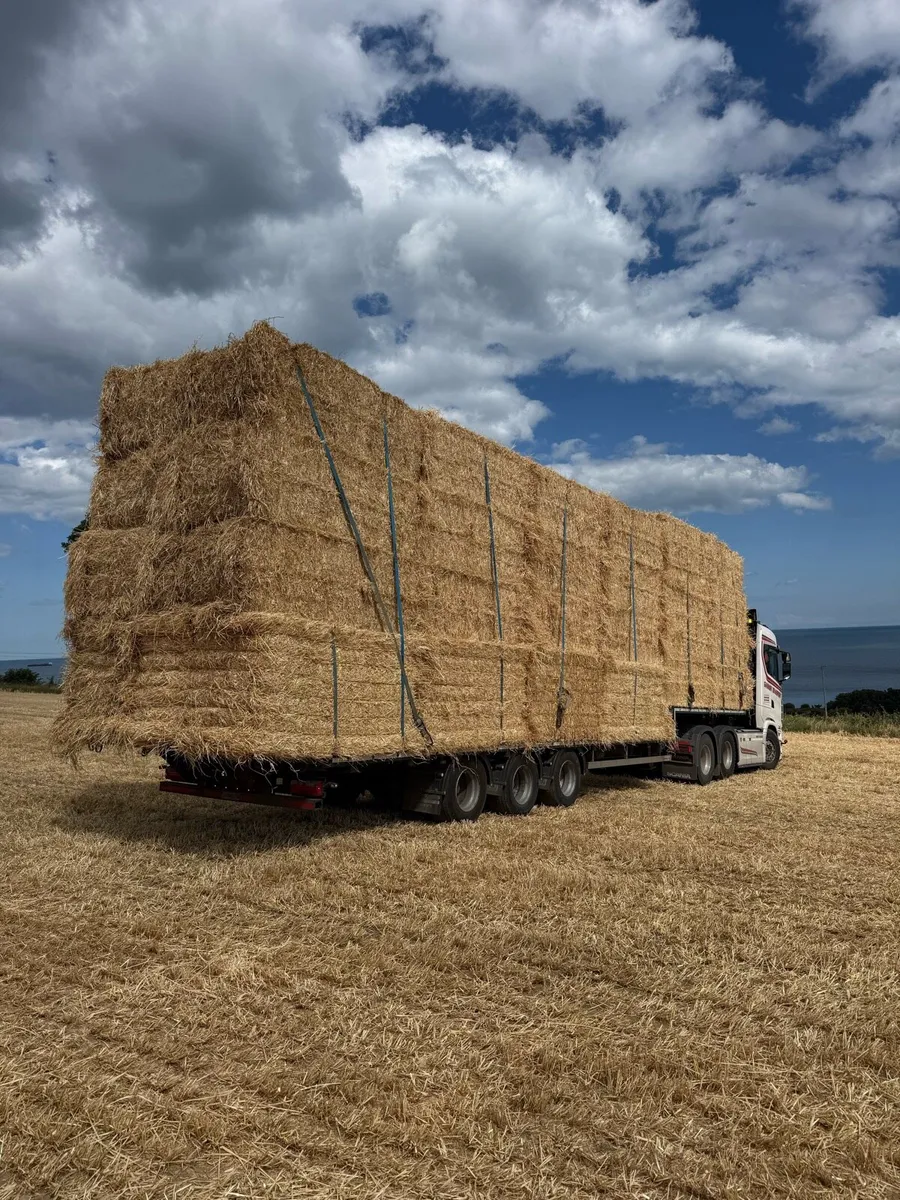 Barley - Image 4