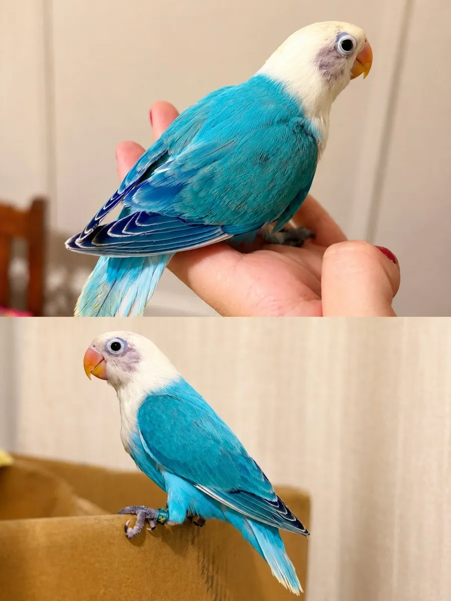 Hand reared Fischer opaline love birds - Image 1