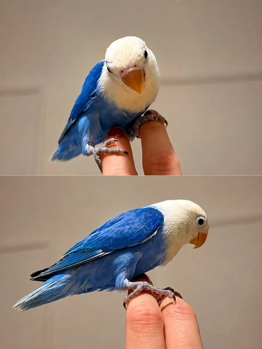 Hand reared Fischer opaline love birds - Image 2