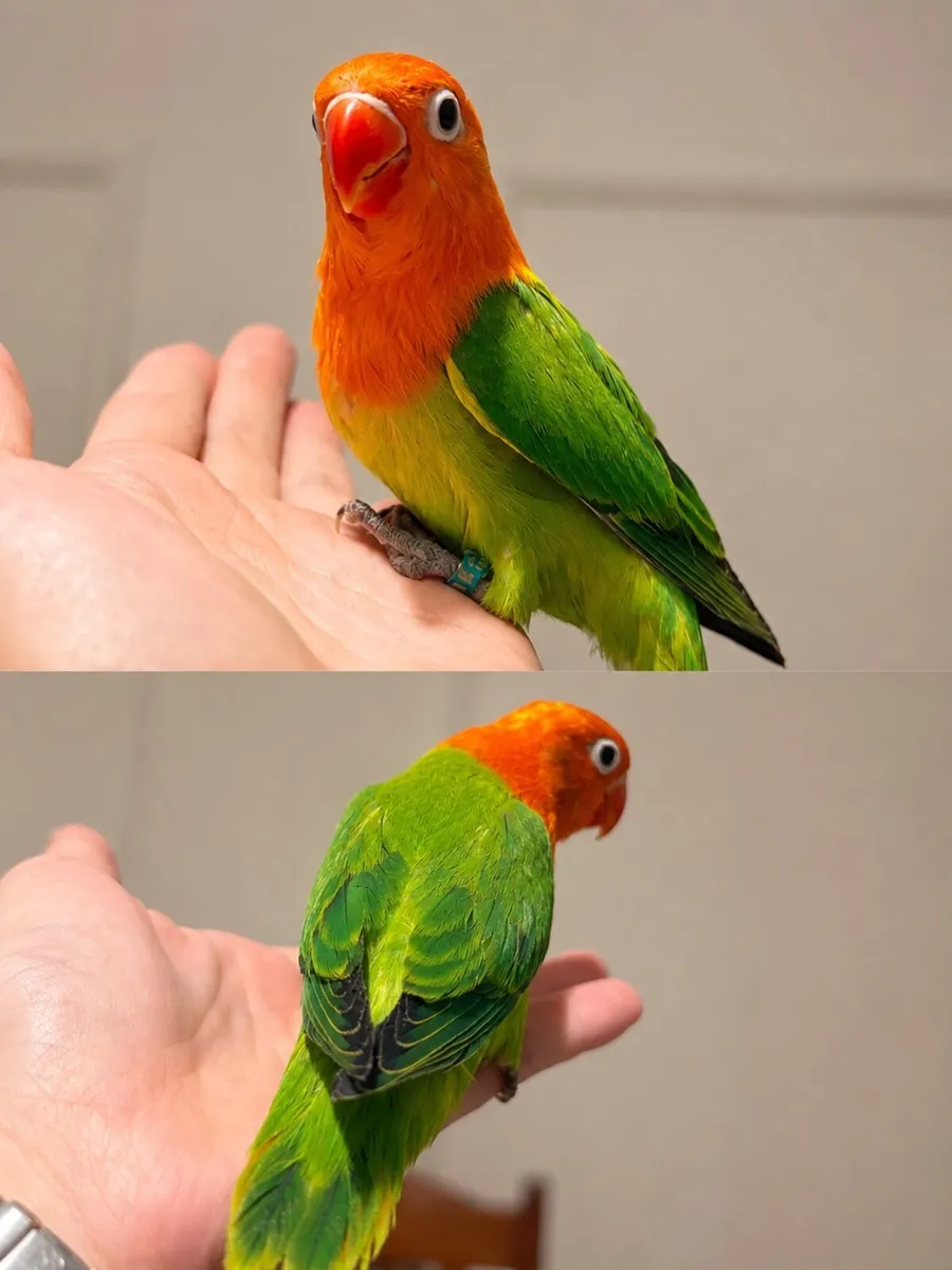 Hand reared Fischer opaline love birds - Image 3