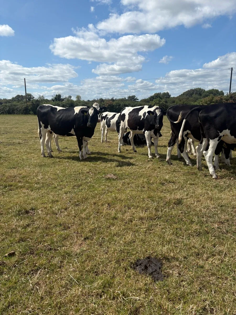 Ballinakill Mart 15th August incalf Heifers - Image 2