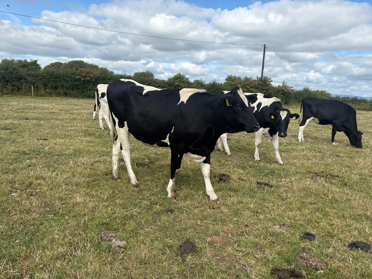 Ballinakill Mart 15th August incalf Heifers - Image 1