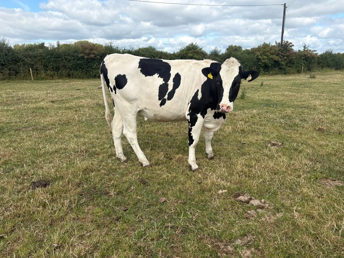 Ballinakill Mart 15th August incalf Heifers - Image 3