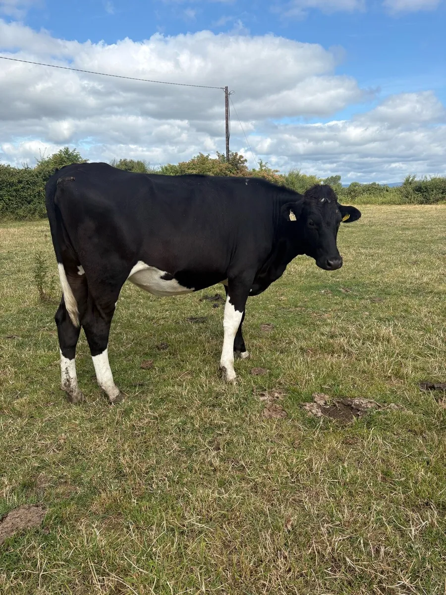 Ballinakill Mart 15th August incalf Heifers - Image 4