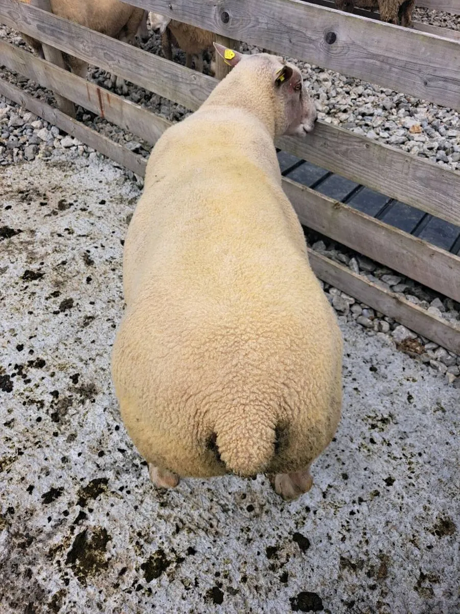 ⭐️PBR CHAROLLAIS RAM⭐️ - Image 3