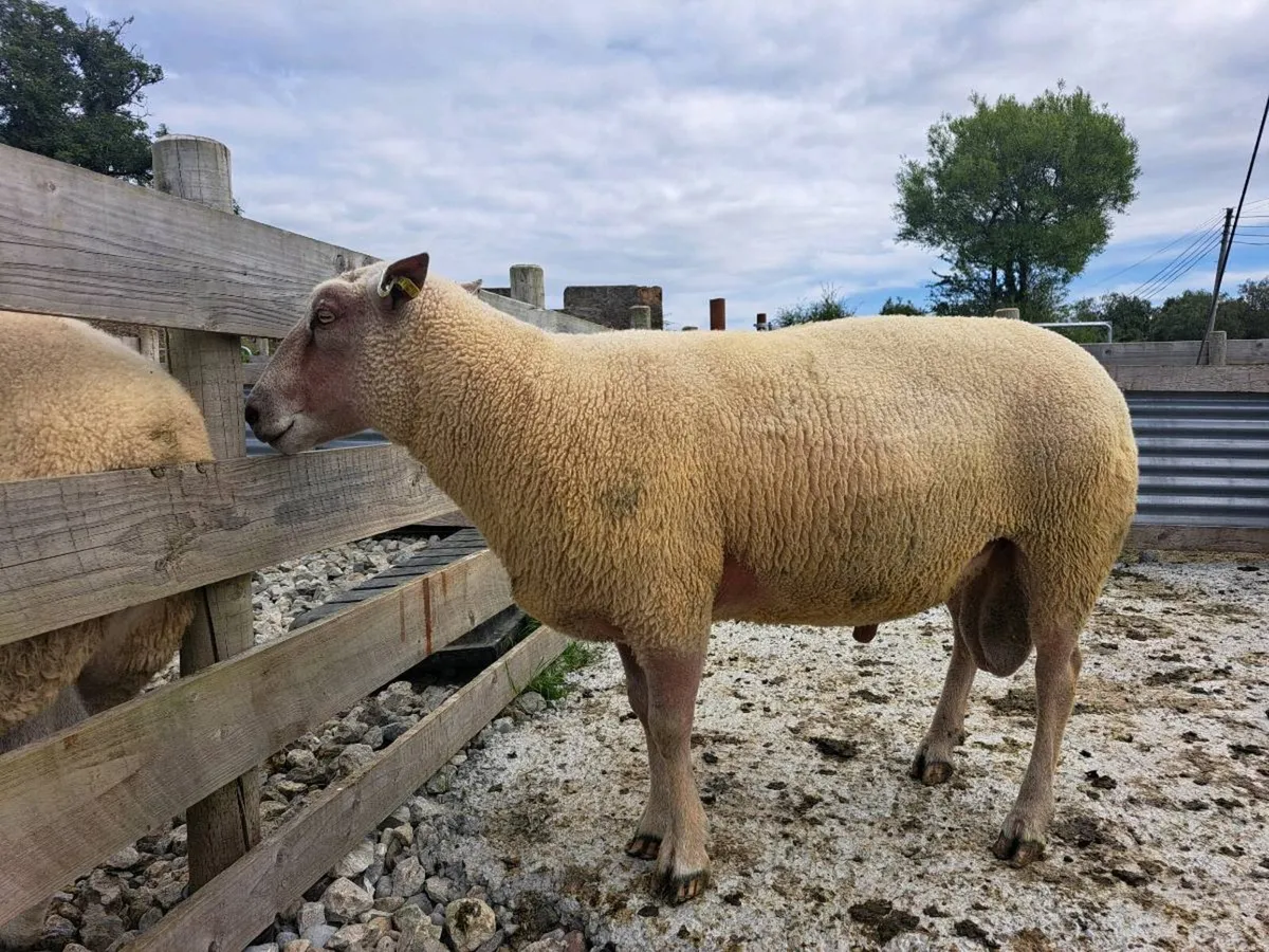 ⭐️PBR CHAROLLAIS RAM⭐️ - Image 2
