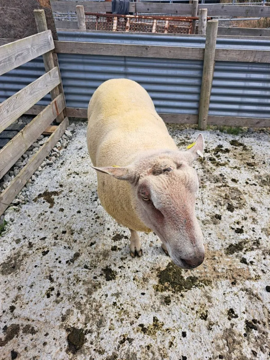 ⭐️PBR CHAROLLAIS RAM⭐️ - Image 4
