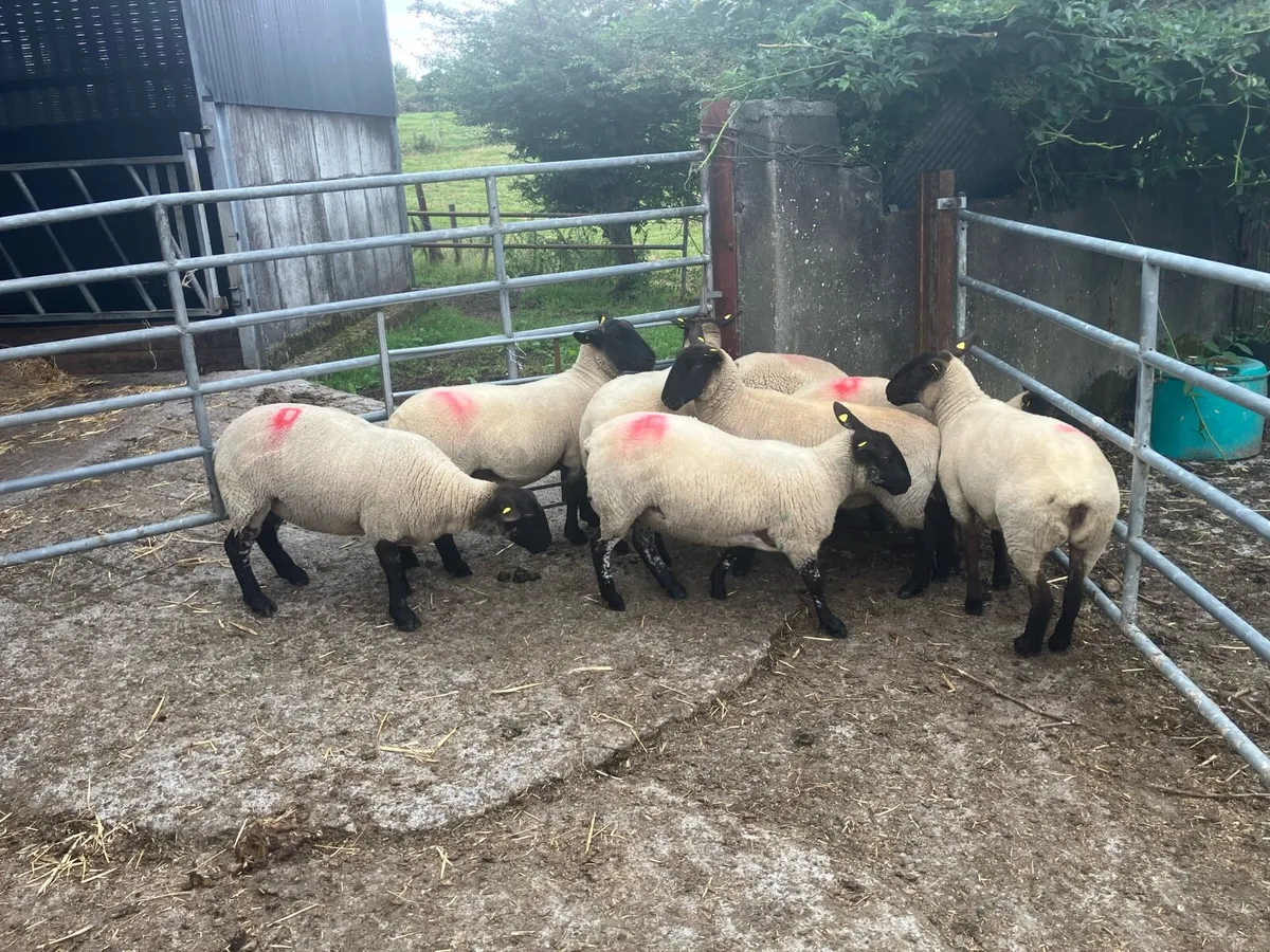 Suffolk Hoggets for sale - Image 3