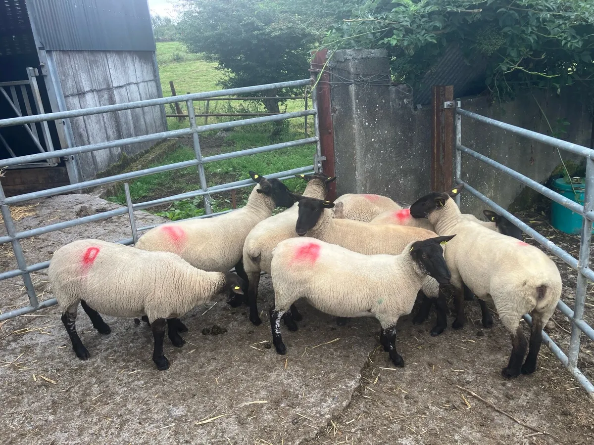Suffolk Hoggets for sale - Image 4