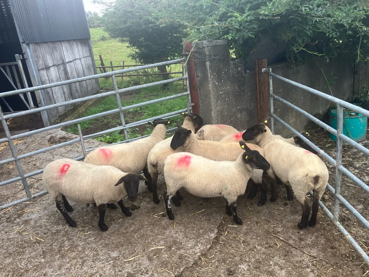 Suffolk Hoggets for sale - Image 2