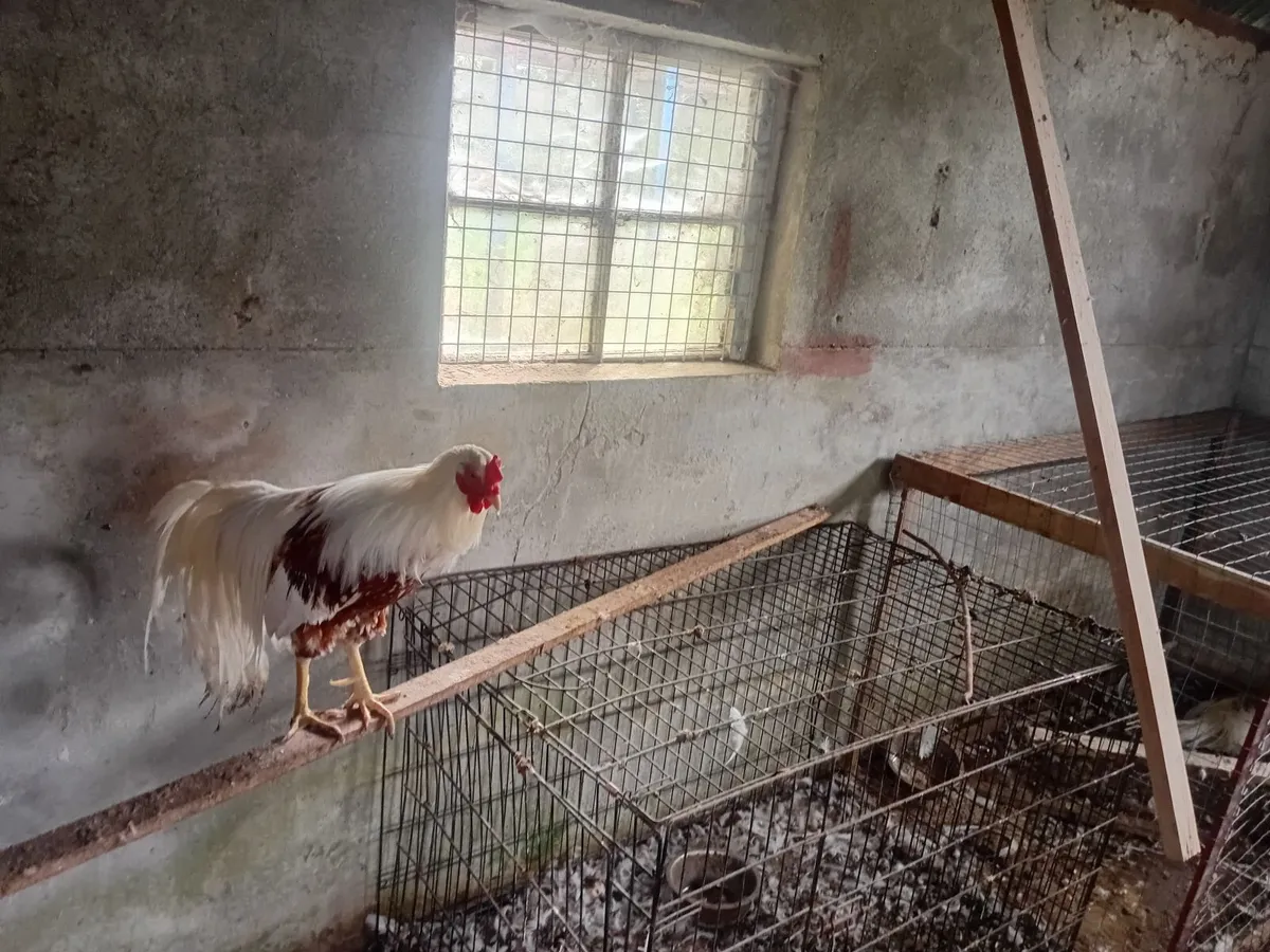 Poultry - Image 1