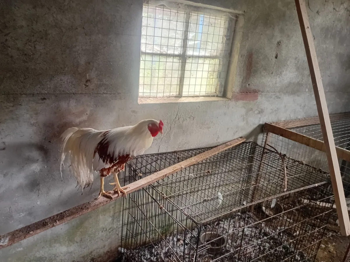 Poultry - Image 2