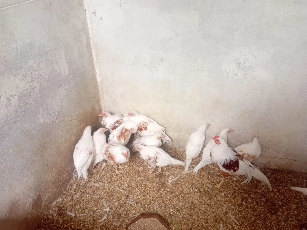 Poultry - Image 3