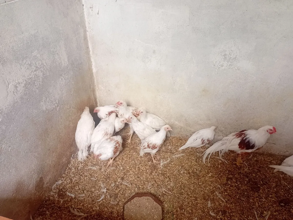 Poultry - Image 4