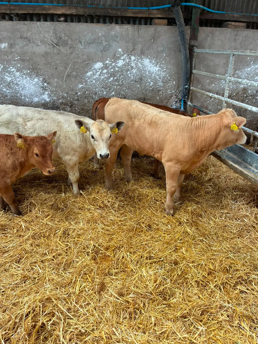 Beef bred heifers - Image 2