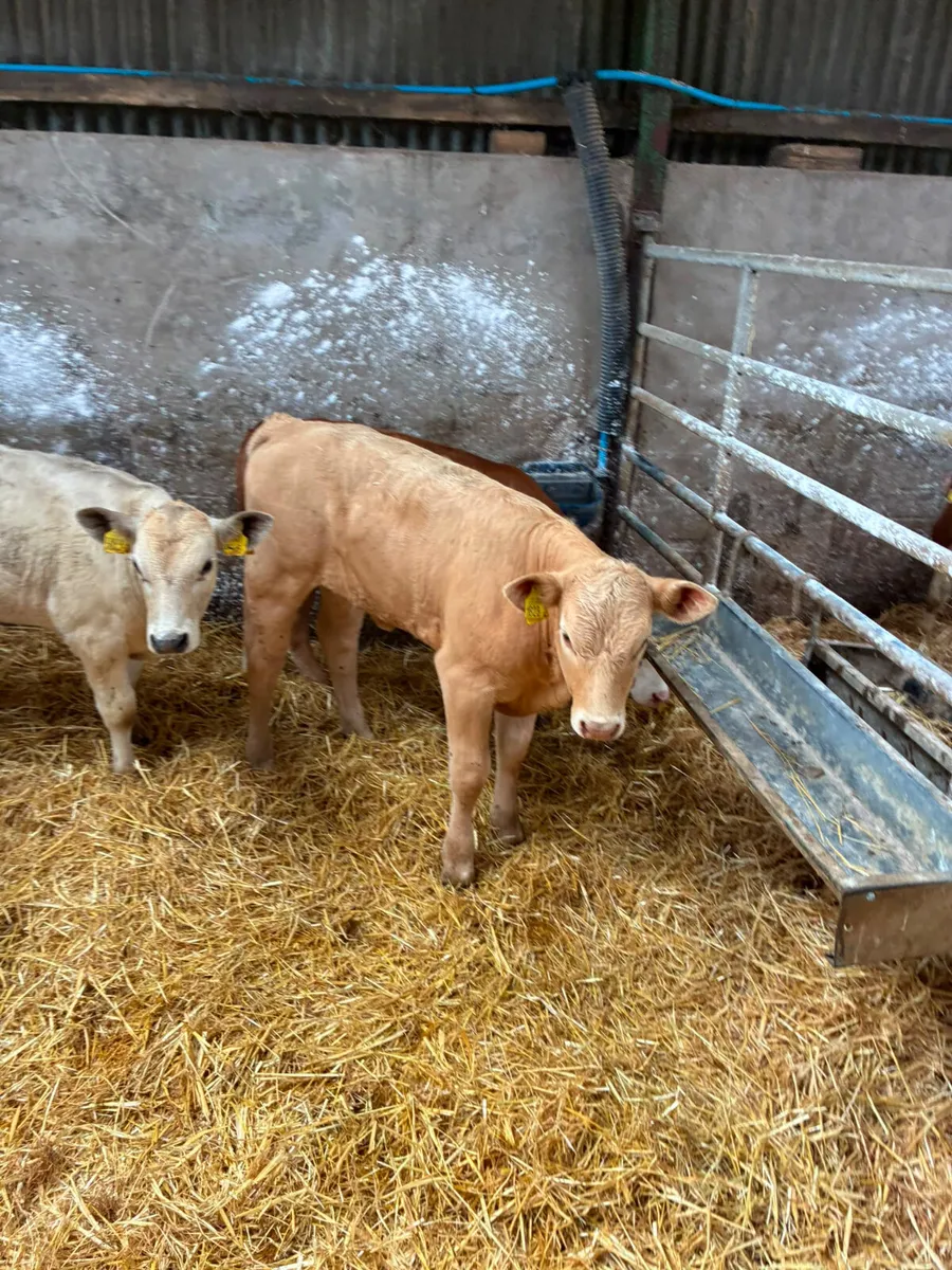 Beef bred heifers - Image 1