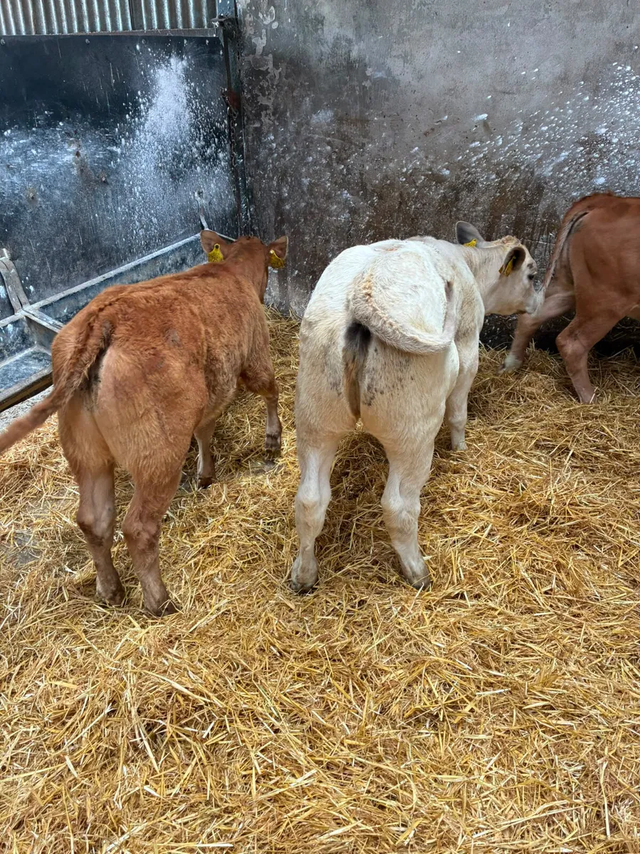 Beef bred heifers - Image 4
