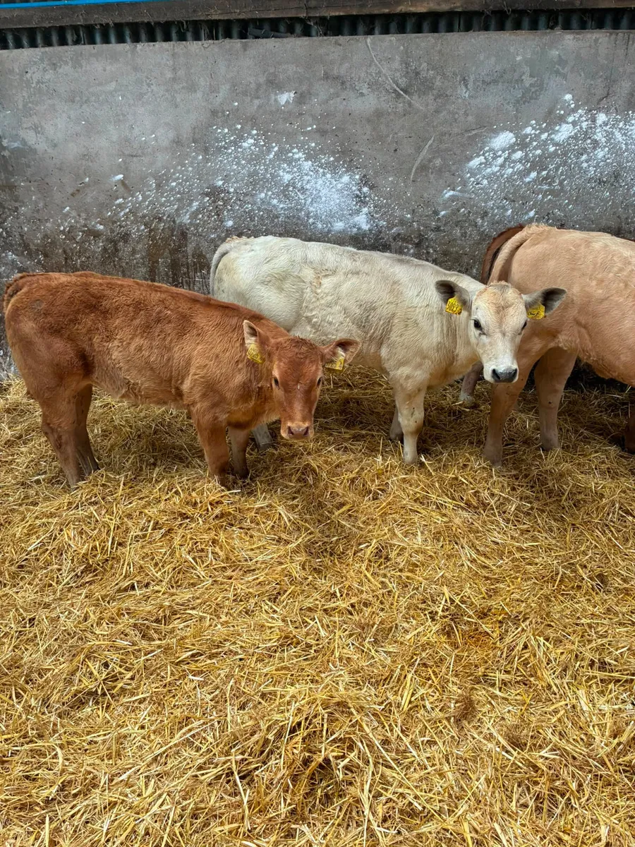 Beef bred heifers - Image 3