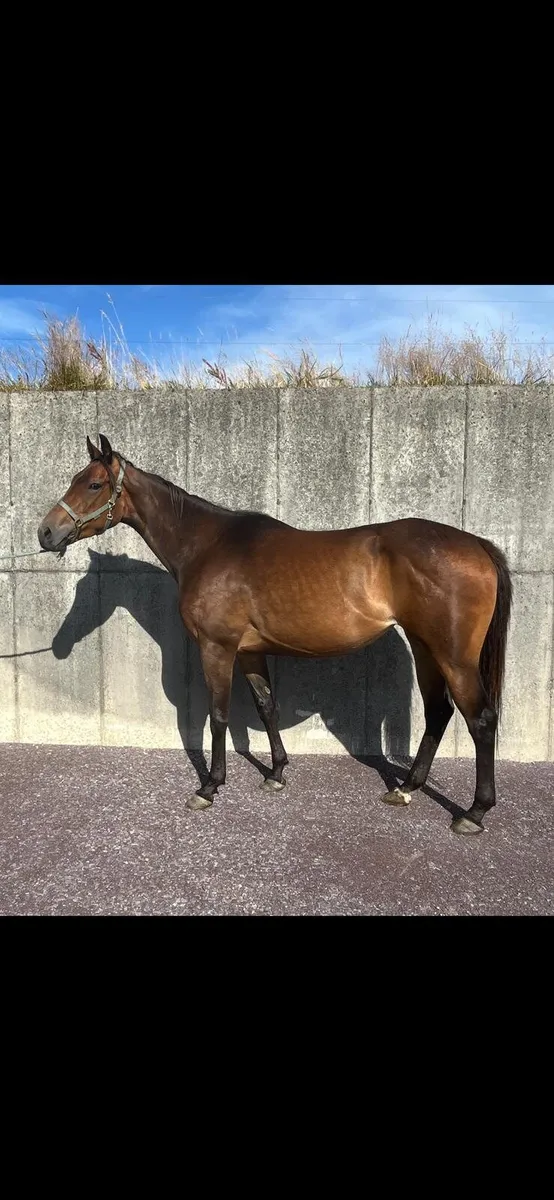 Equine - Image 2