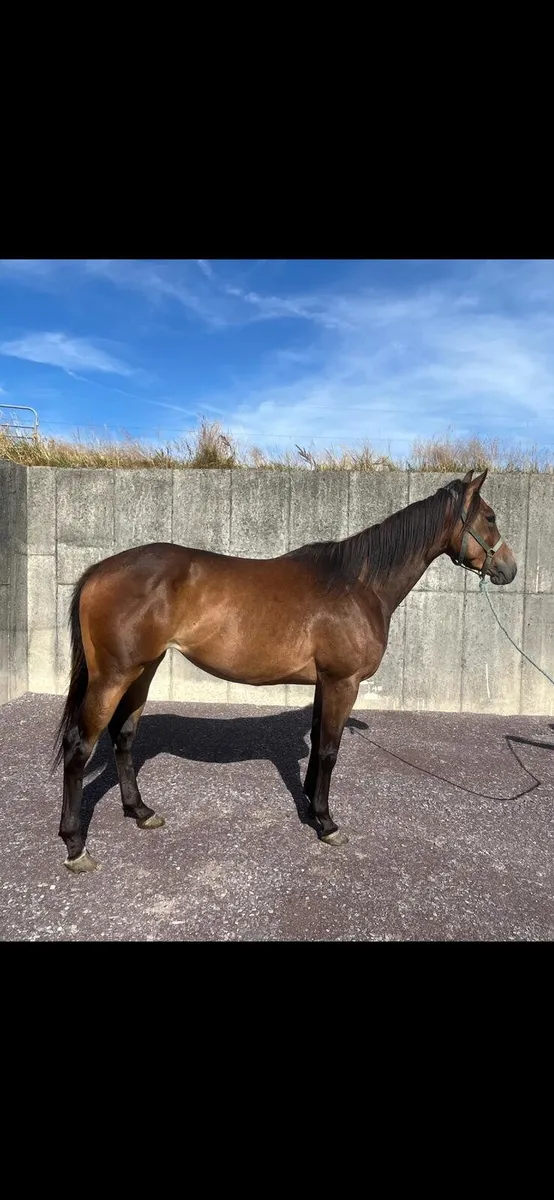 Equine - Image 3