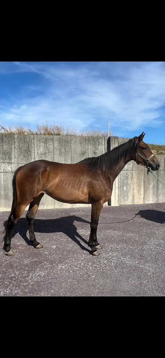Equine - Image 4