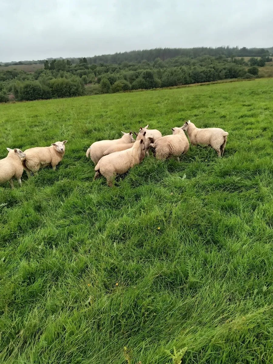 Lambs - Image 1