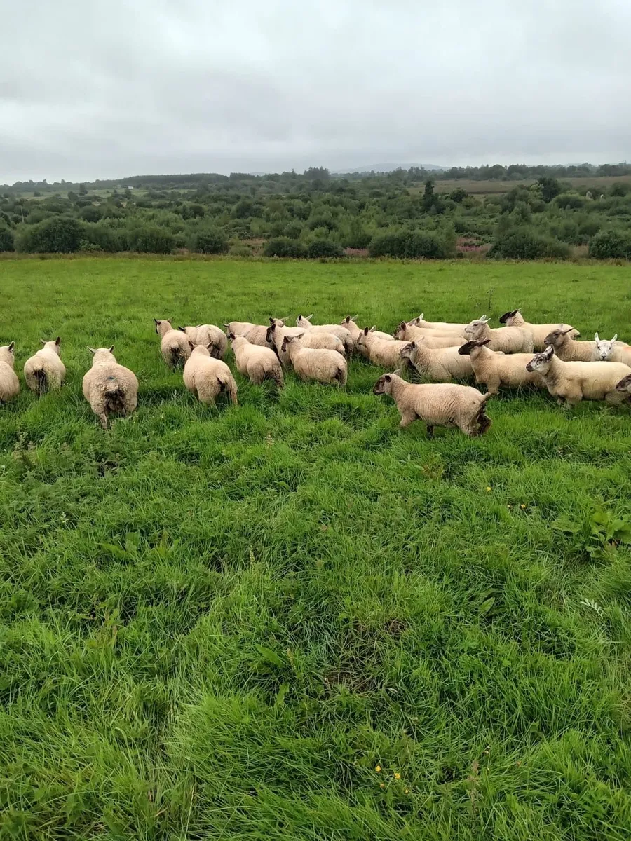 Lambs - Image 2