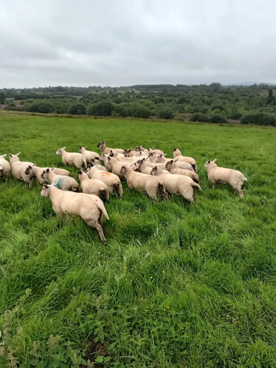 Lambs - Image 3