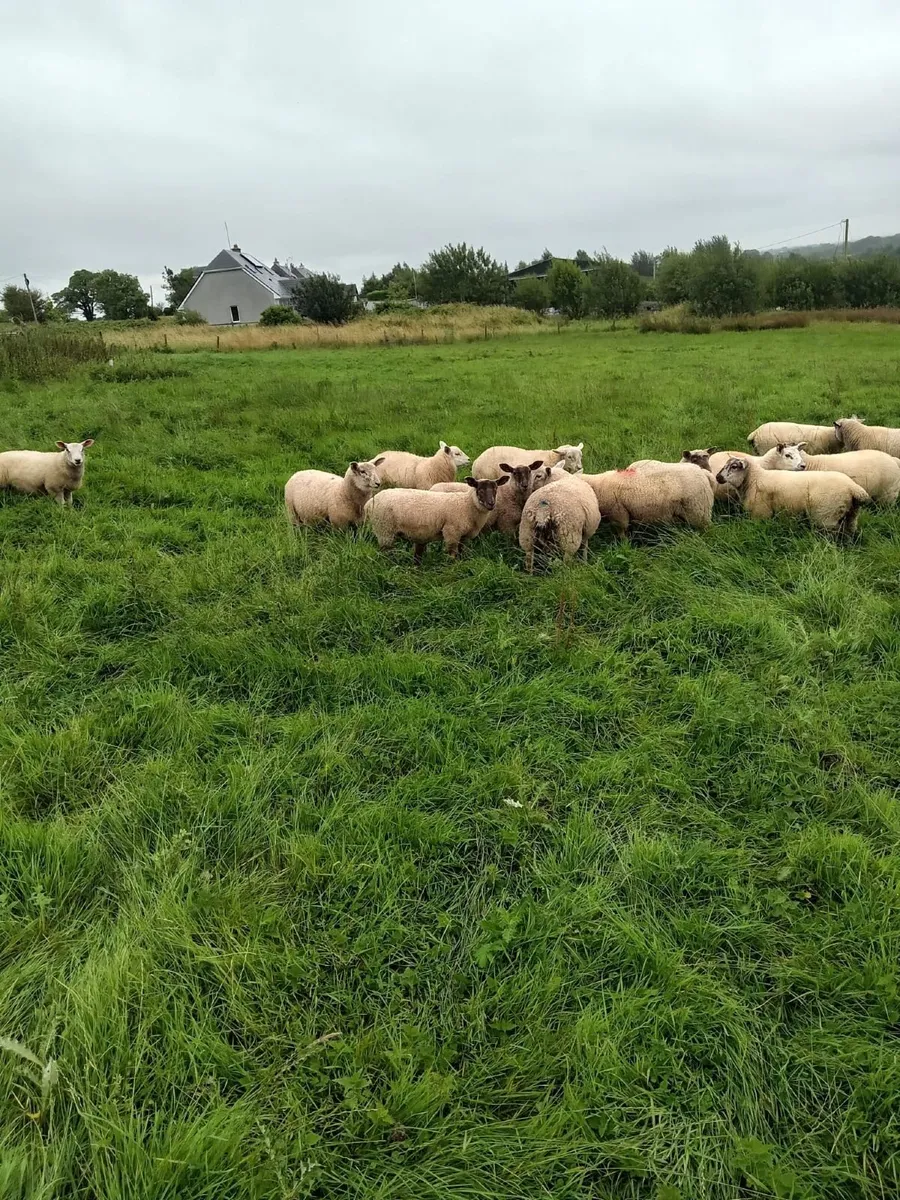 Lambs - Image 4