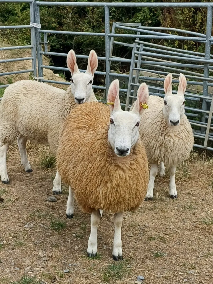 Sheep - Image 1